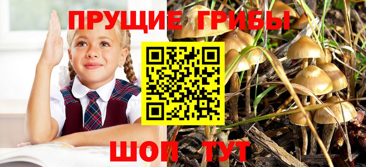 Сосновоборск  Галлюциногенные грибы GOLDEN TEACHER  Вход с VPN 
